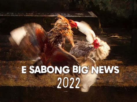e sabong news.
